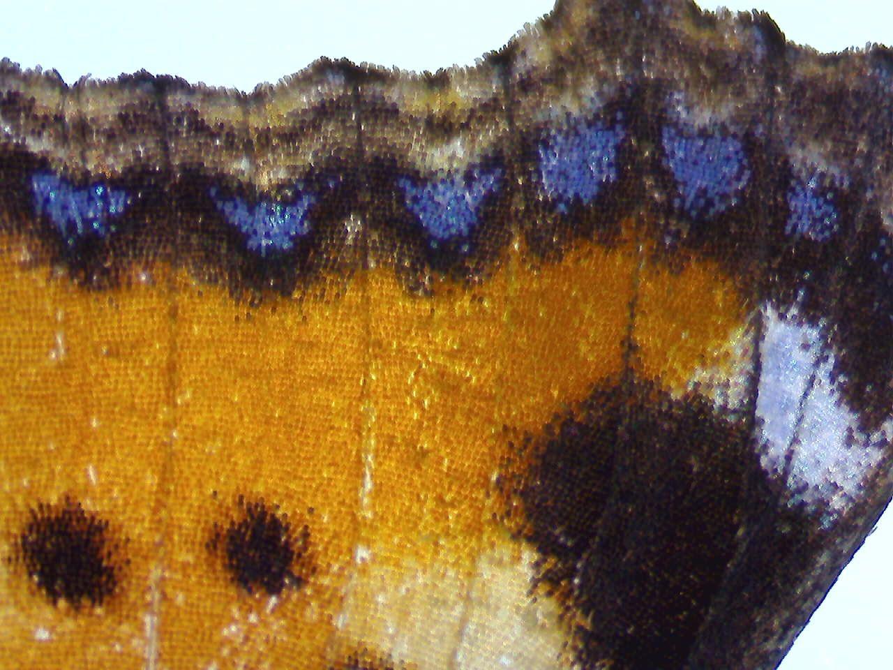 蔡司Stemi 355体视显微镜