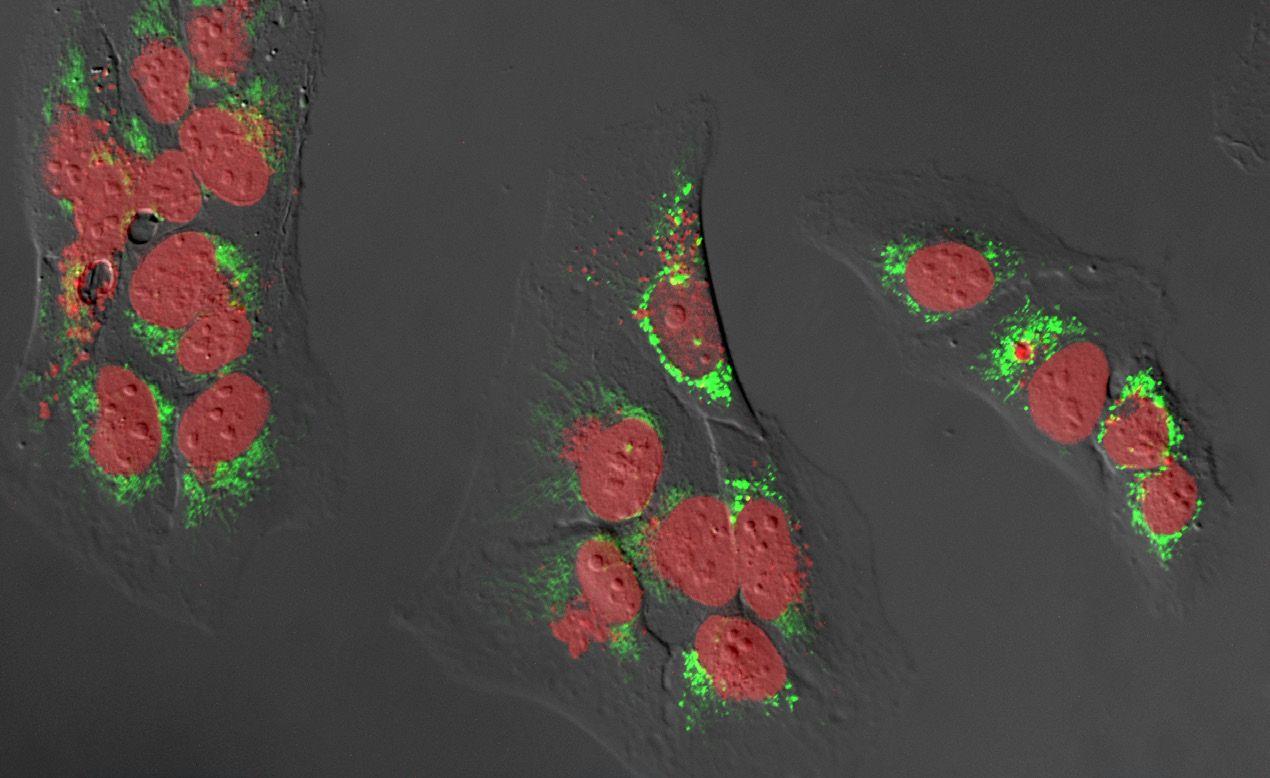 Axiovert 5 多功能应用研究级倒置显微镜