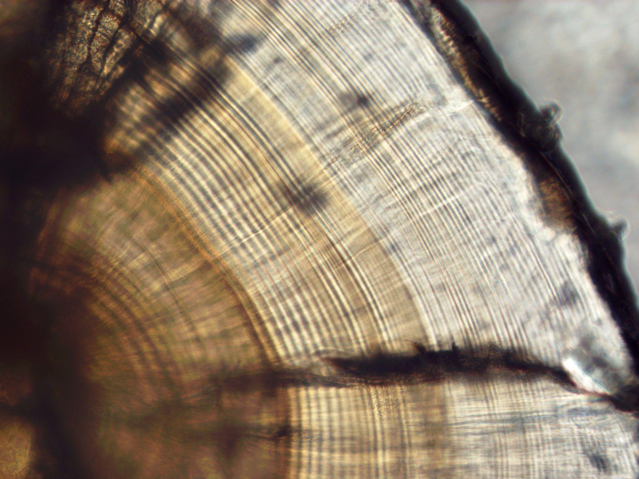 鱼类耳石自动测量分析系统